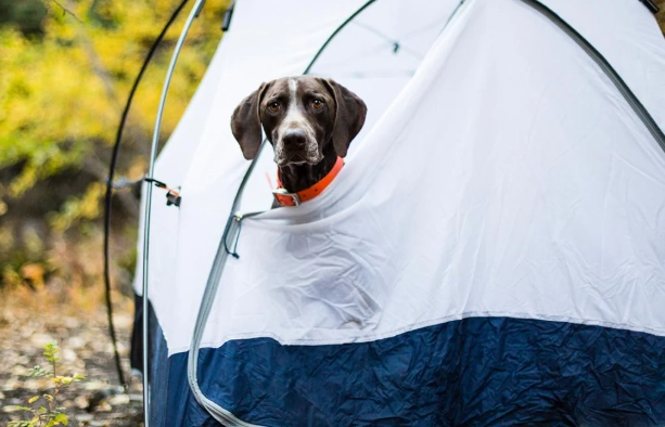 camping with dogs
