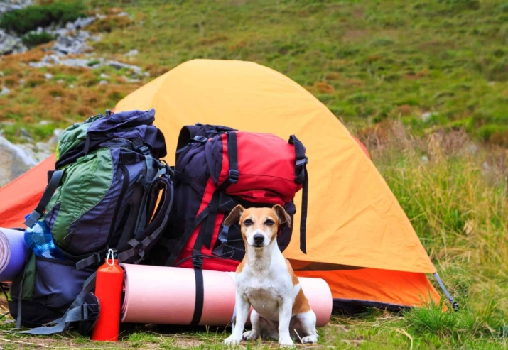 camping with dog