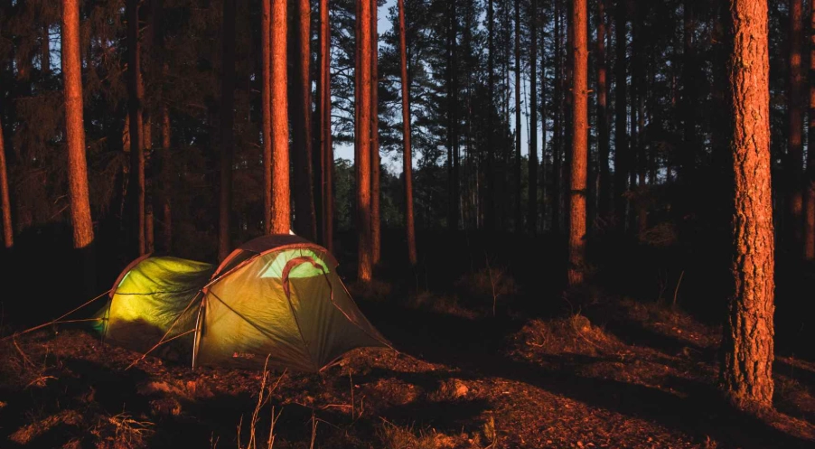 wildlife camping destinations