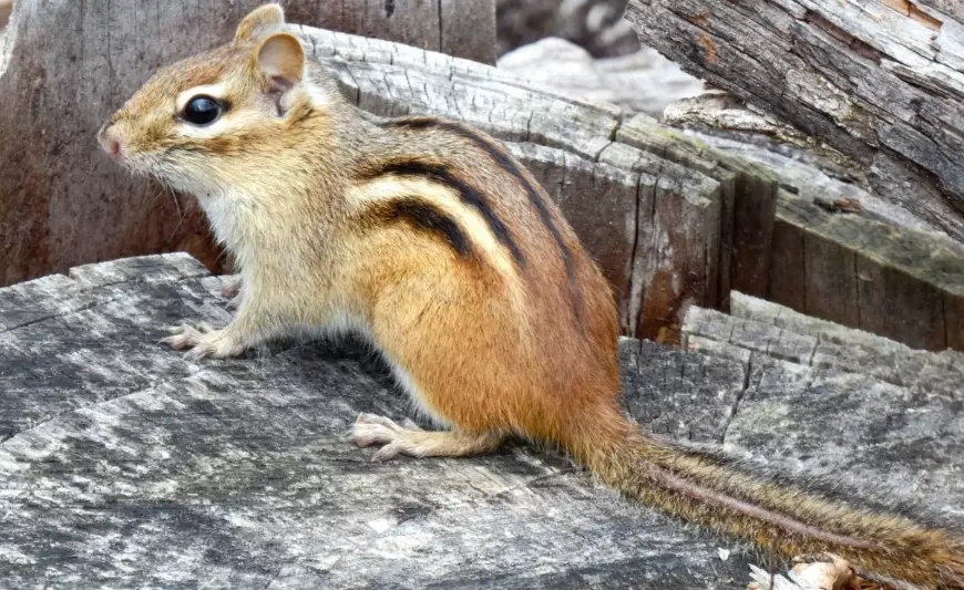 responsible hunting principles