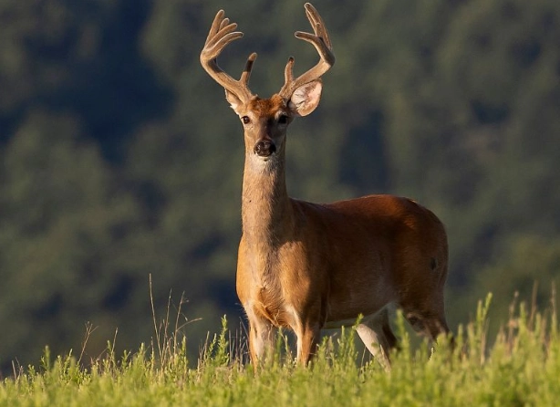 What is the 7 day deer rule?