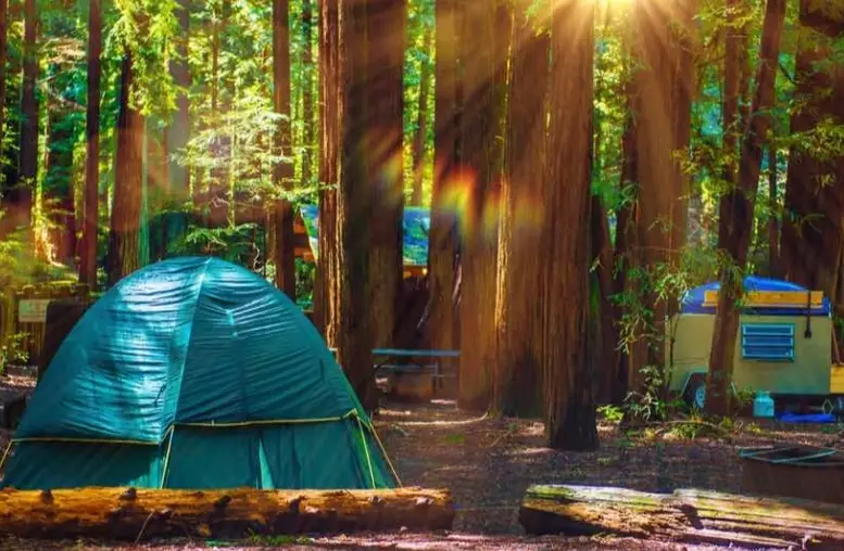 how to find forest camping sites