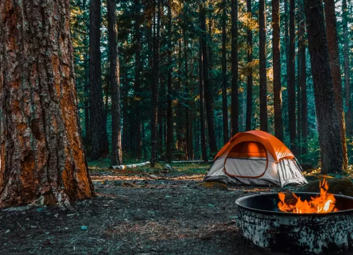 forest camping tips