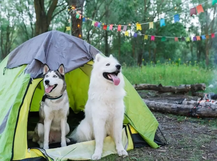 camping with dogs tips