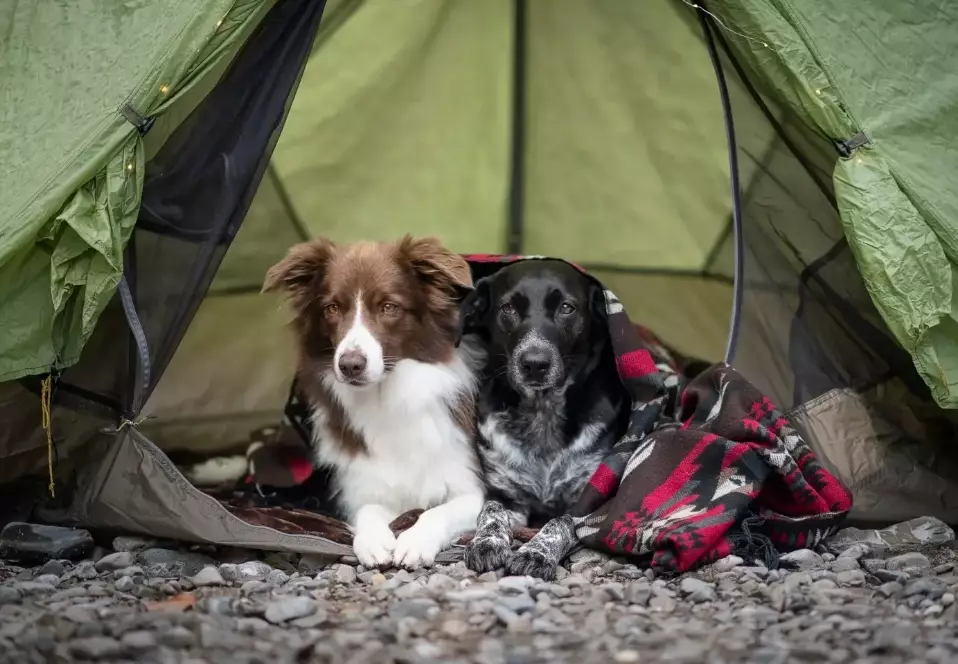 Camping with Dogs: The Complete Guide for a Safe and Fun Trip