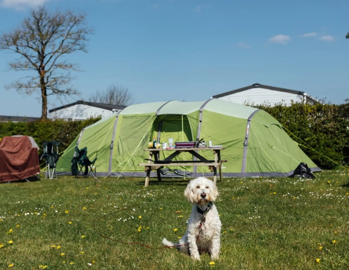 pet-friendly camping sites