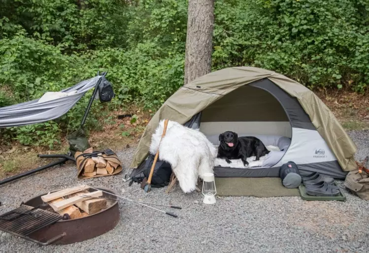 dog friendly camping
