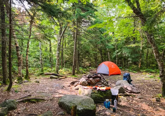 forest camping guide