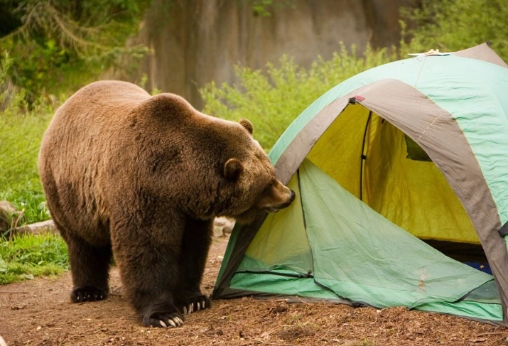 wildlife camping safety