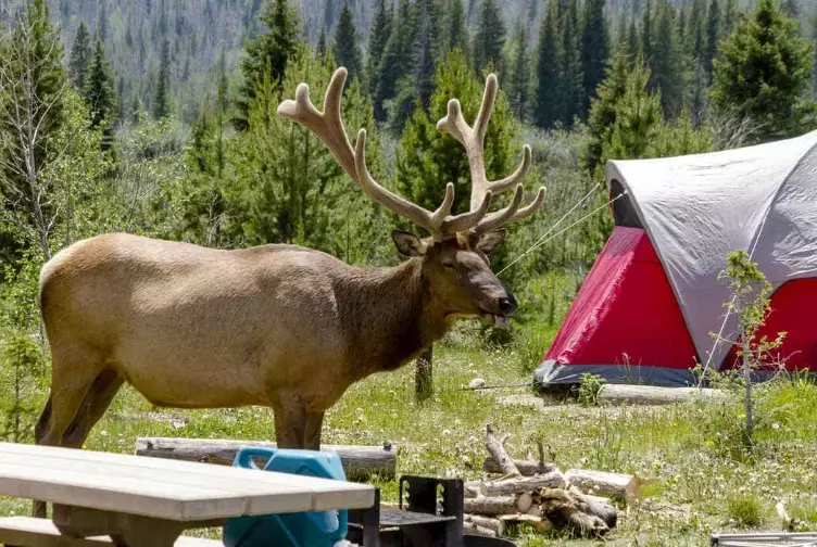 Camping with Animal Sightings: A Complete Guide to Wildlife Encounters