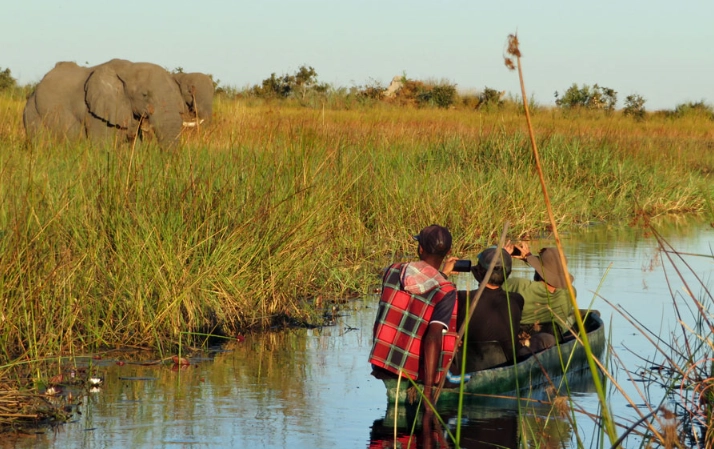 camping with wildlife safety