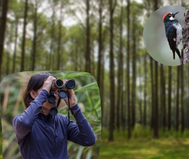 best binoculars for birding best binoculars for birding