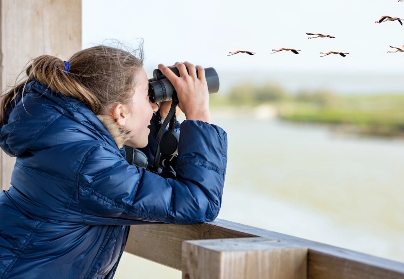 best binoculars for birding best binoculars for birding