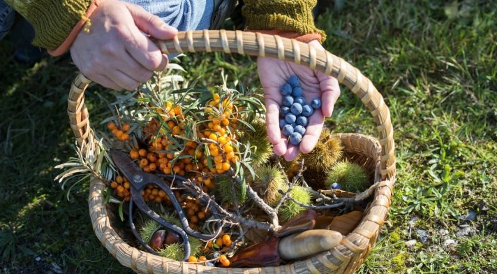 foraging while camping foraging while camping