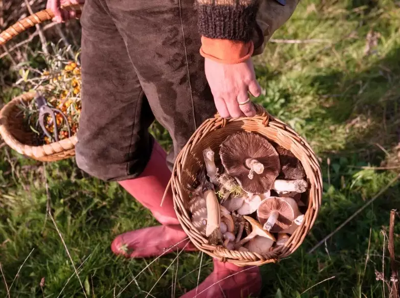 foraging while camping foraging while camping
